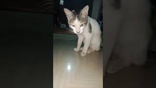 #karamativlog #aniimalsdubbing #catvideos #marathidubbing #catfunny#funnycatvideos #viralvideo