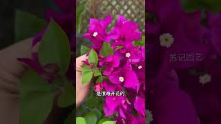 三角梅不開花，該怎么辦呢？#三角梅 #花卉綠植 #園藝