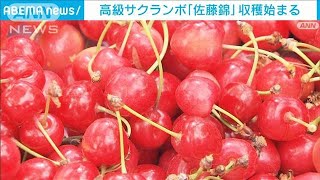 高級サクランボ「佐藤錦」収穫始まる(2024年4月18日)