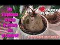 370: Stephania erecta updates (I have 8🤗!) | Vining Caudiciforms | Caring For Succulent Plants