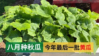 Planting fall cucumbers in August - the last batch of cucumbers in this grow season