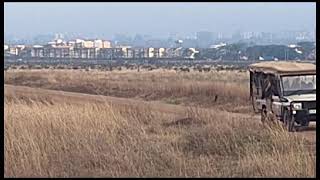 A LIONESSES HUNTING EARLY IN THE MORNING IN NAIROBI NATIONAL PARK KENYA 🇰🇪