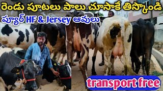 HF \u0026 Jersey cows for sale in Andra|| రెండు పూటలు పాలు చూసాకే తిస్కొండి|| ప్యుర్ HF \u0026 జెర్సీ ఆవులు..!