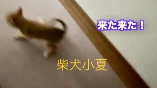 【確保せよ！】朝イチにハイテンションな柴犬！生後３ヶ月柴犬の知性と成長