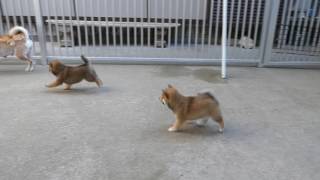 6月2日生まれ柴犬親子