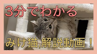 3分でわかる、三毛猫解説！