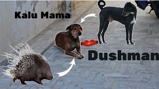 Kaalu Or Roxi | Porcupine ( साही ) Attack Kaalu Mama Ka Dushman 😂