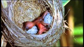 Junger Kuckuck stemmt Eier aus dem Nest eines Drosselrohrsängers