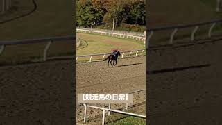 【競走馬の日常】#競走馬 #競馬 ＃エスポワールシチー産駒#サラブレッド #牧場 #那須塩原 #栃木県