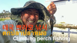 태국낚시 쁘라모낚시| ตกปลาปลาหมอ | Climbing perch fishing