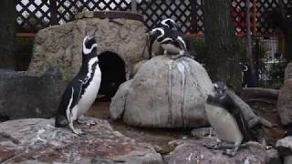 マゼランペンギンの鳴き声　須磨海浜水族園