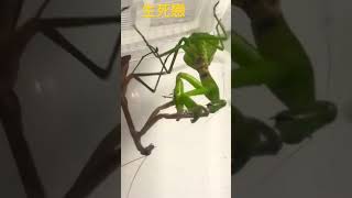 カマキリの命懸けの踊り