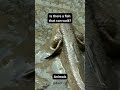 Factify Shorts: The Incredible Fish that Walks on Land! Unbelievable Nature Facts