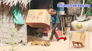Best Funny  super Huge Box  Prank on Dog stuck in The Box