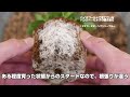 バイオゴールドで育てているパンジー・ビオラの植え替え