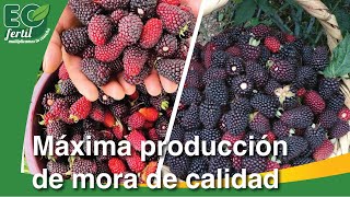 El éxito del cultivo de mora en Ambato: Aprende de los expertos