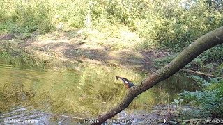 Cameraval - wildcamera filmt ijsvogel die waterkever eet vlaspoel Zevenbergenbos