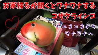 キーちゃんが挙動不審になる飼い主からの質問