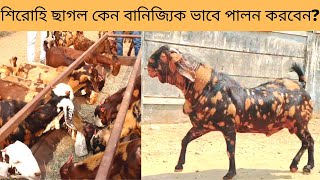 শিরোহী জাতের ছাগল পালন  ,অন্য ছাগলের তুলনায় লাভজনক, Sirohi goat breed