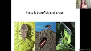 Identify Common Crop/Garden Insects Webinar