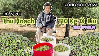 Picking 242 LBS Olives at 123 Farm - Bà 5 Phi hái 110 kg trái Ô Liu ?!