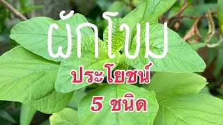 ผักโขม! ประโยชน์ 5 ชนิด รู้แล้วต้องหามาปลูก ไม่มีไม่ได้แล้ว