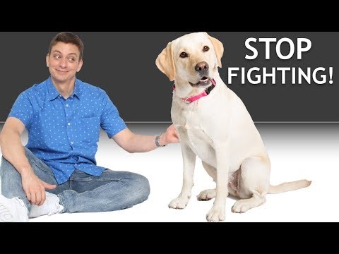How do I get my 2 dogs to stop fighting? (Answering a Patreon Question) How do I get my 2 dogs to stop fighting? (Answering a Patreon Question)