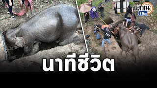 ลุ้นระทึก! นาทีช่วยแม่ลูกช้างป่า พลัดตกท่อระบายน้ำสูง 2 เมตร : Matichon TV