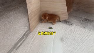 又发现弹簧精了哈哈哈#萌宠出道计划 #铲屎官的乐趣 #猫咪的迷惑行为 #抖音双11百大萌主