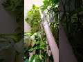 terrace gardening ideas for money plant u0026 syngonium vines