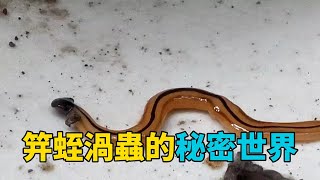 神秘生物界：探秘笄蛭渦蟲的不凡奇妙