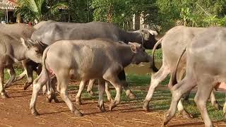 Khmer buffalo in Prey Veng province