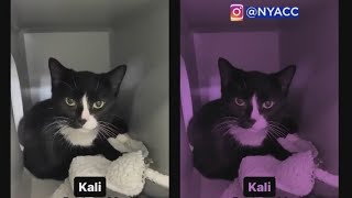 NYC shelter no longer accepting cats after reaching capacity