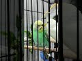 happy budgies bring big smiles in just 15 seconds