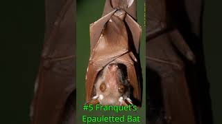 Top 10 Largest Bats in the World #bat #top10bat #batman  #top10