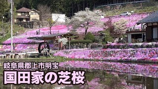 【岐阜県郡上市】明宝 国田家の芝桜