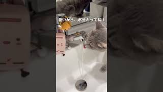 水分補給する猫ちゃんを見守る、キンライサー公式キャラ #かわいい #ねこのいる生活 #ねこ #猫 #猫動画  #水分補給 #熱中症対策