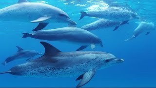 [ 4K Ultra HD ] バハマ ドルフィンサイト Bahama Dolphin Site ( Shot on RED EPIC )