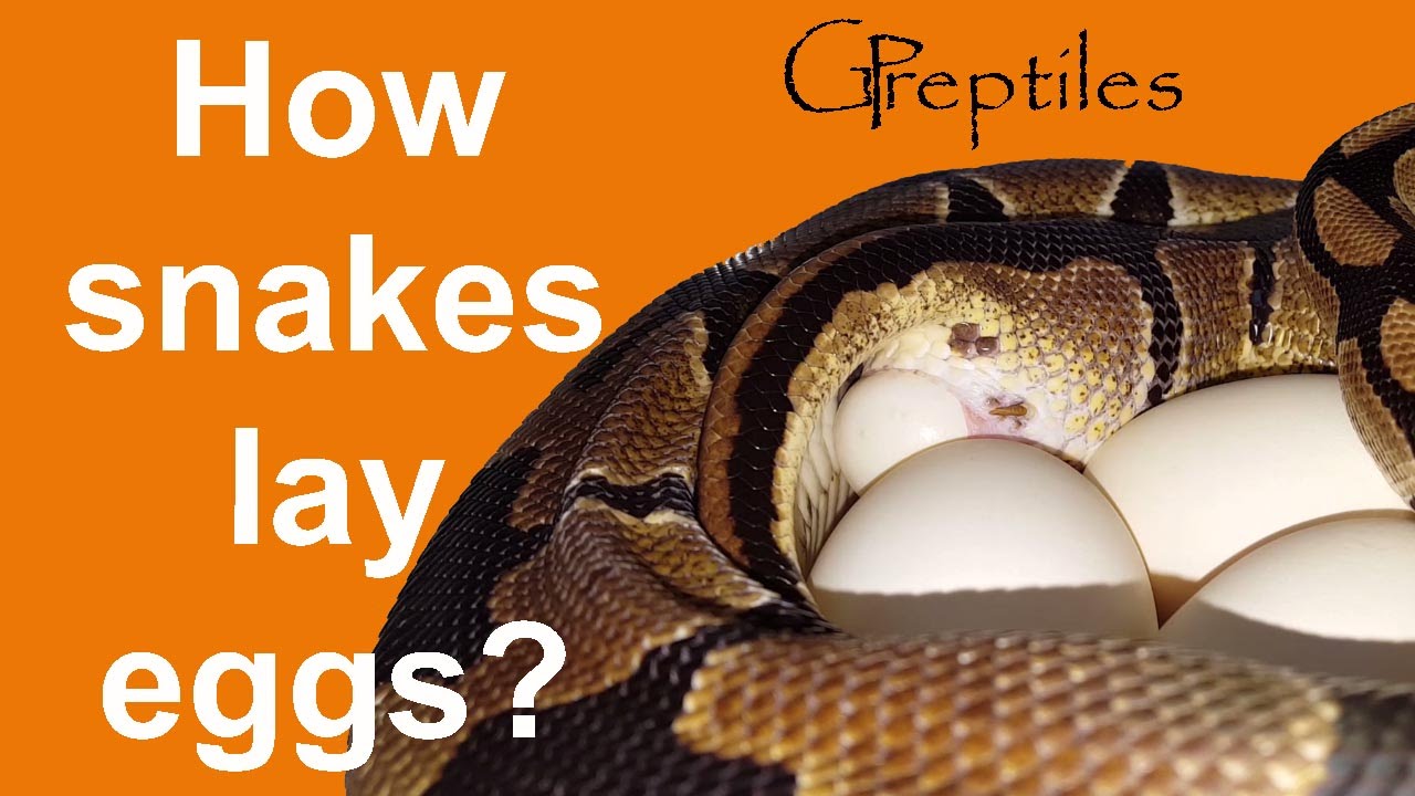 How Snakes Lay Eggs? Ball Python Laying Eggs! - YouTube