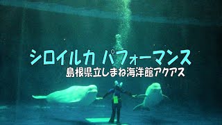 シロイルカパフォーマンス　ミラクルリング、マジックリング、しあわせのバブルリング　島根県立しまね海洋館アクアス