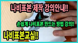 나비표본 손쉽게하는 방법!! 만천곤충박물관에서 해결!!  매일 강의가 진행됩니다! 만천 홈페이지에서 신청하기!!