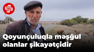 Heyvandarlıqla məşğul olanlar narazıdır: Ot baha, ət ucuz