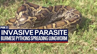 Invasive snake spreading parasite to native species in Florida