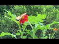 eastern tiger swallowtail butterflies papilio glaucus