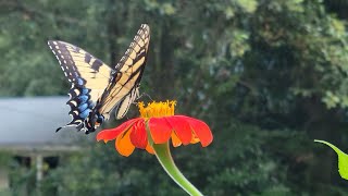 Eastern Tiger Swallowtail Butterflies (Papilio Glaucus)