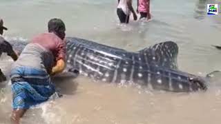 Guests who suddenly landed on the beach හදිසියේ මුහුදු වෙරළට ගොඩ බැස්ස අමුත්තන්