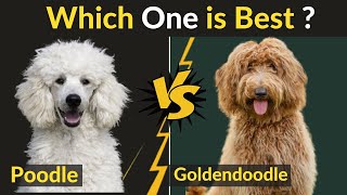 Goldendoodle vs Poodle - Difference between Two Dogs