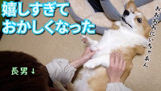 大好きな長男が帰省しているのが嬉しすぎておかしくなったコーギー犬