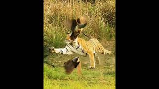 Tiger vs Peacock 🦚