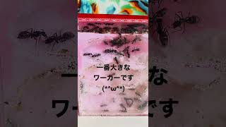 【100匹目前！】クロオオアリの巣・コロニー全体を観察する　※メジャーワーカー登場します